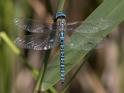 Aeshna affinis (Blue-eyed Hawker) male-Album-3.jpg